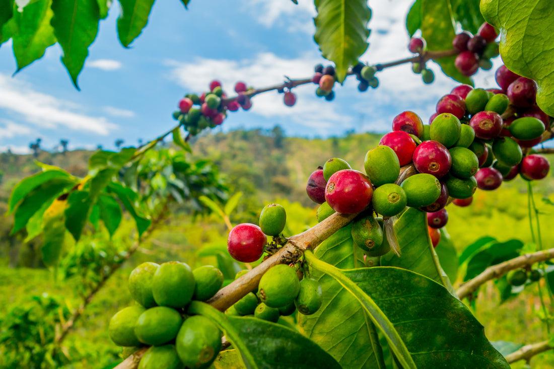 Green-Coffee-Beans