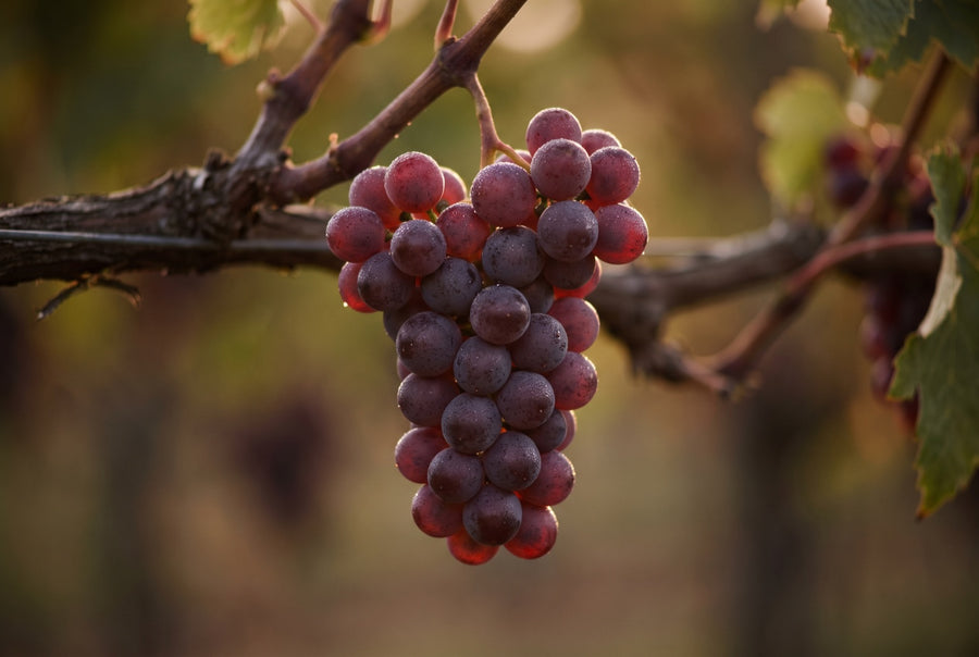 A cluster of red grapes hanging on the vine at golden hour