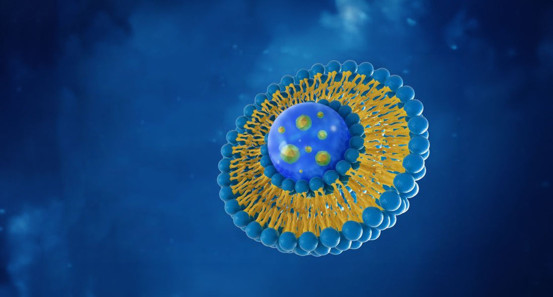 Liposomal Delivery Systems: Next Generation Breakthrough in Nutrient Absorption
