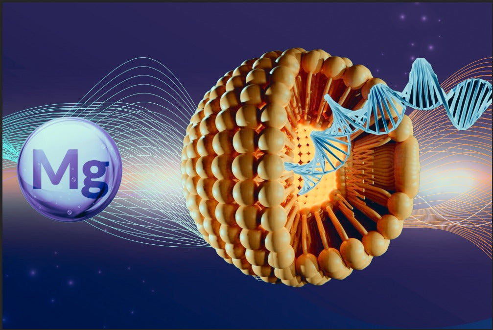 Liposomal Magnesium Bisglycinate