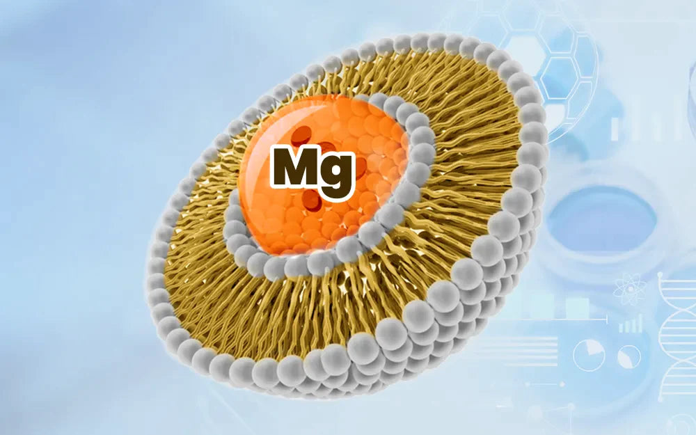 Liposomal Magnesium L-Threonate