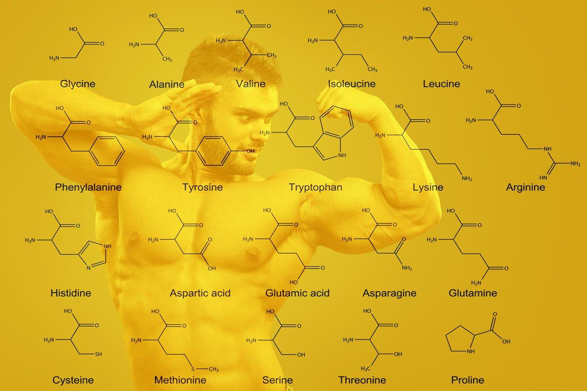Amino-Acids-that-Promote-Growth-Infinite-Labs