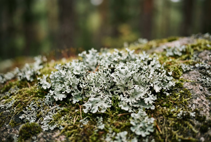 Pale green lichen growing over moss on a forest rock