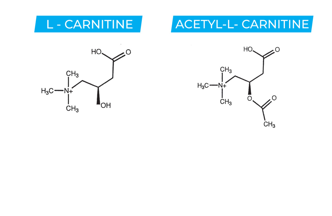 What is Acetyl LCarnitine Explained Benefits, Dosage, and Side Effec