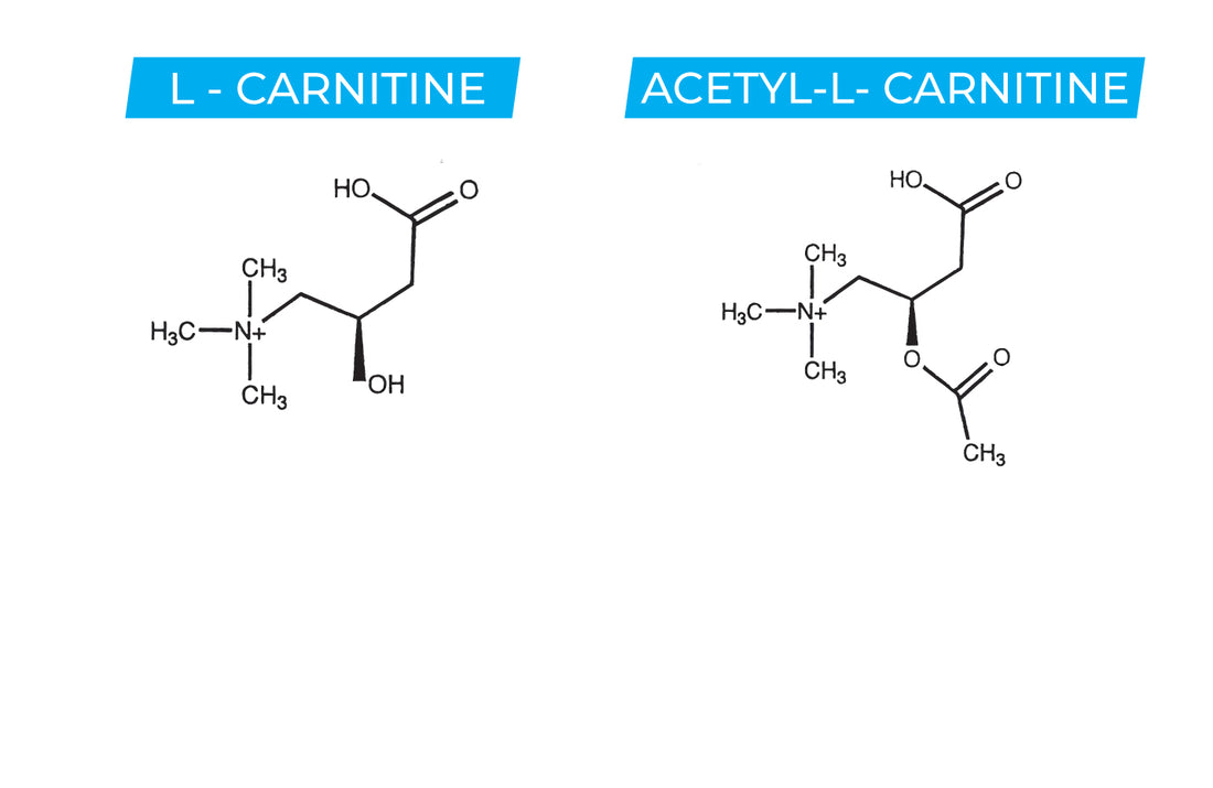 What is Acetyl L-Carnitine Explained: Benefits, Dosage, and Side Effects
